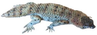 Obrázek z Figurka Ještěrka Egernia 12cm 